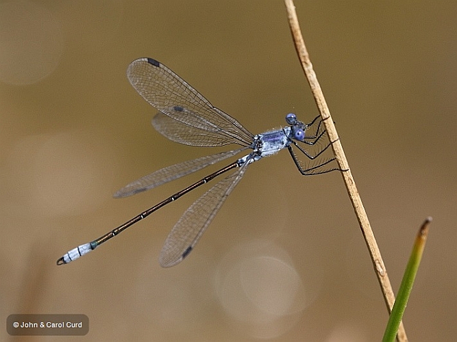 J16_1957 Lestes macrostigma male.JPG